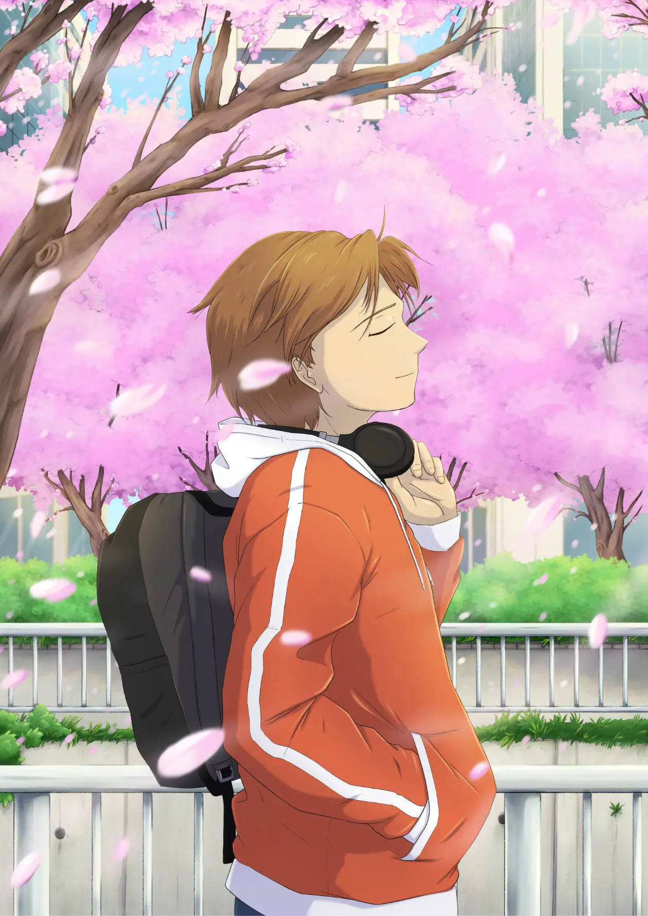 Sakura : illustration d'un jeune homme appréciant une balade sous les cerisiers en fleurs.